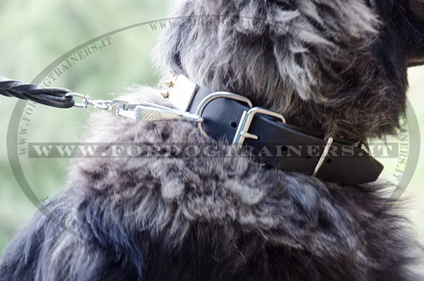 Cane da pastore del Caucaso con collare esclusivo